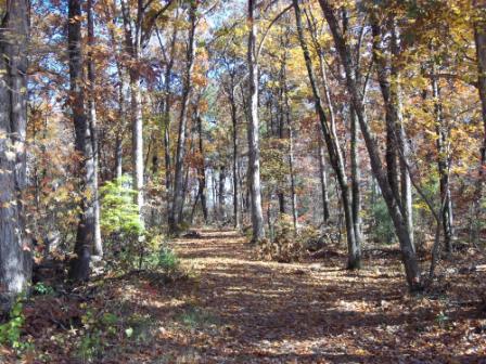 Advance Land and Timber Land for Sale