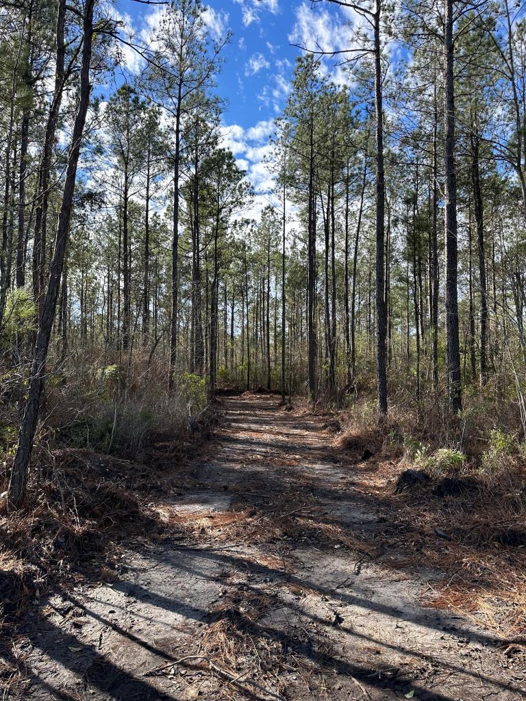 Advance Land and Timber Land for Sale