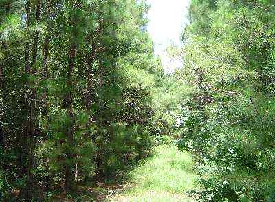 Chesterfield County South Carolina Land for Sale