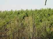 Advance Land and Timber Land for Sale