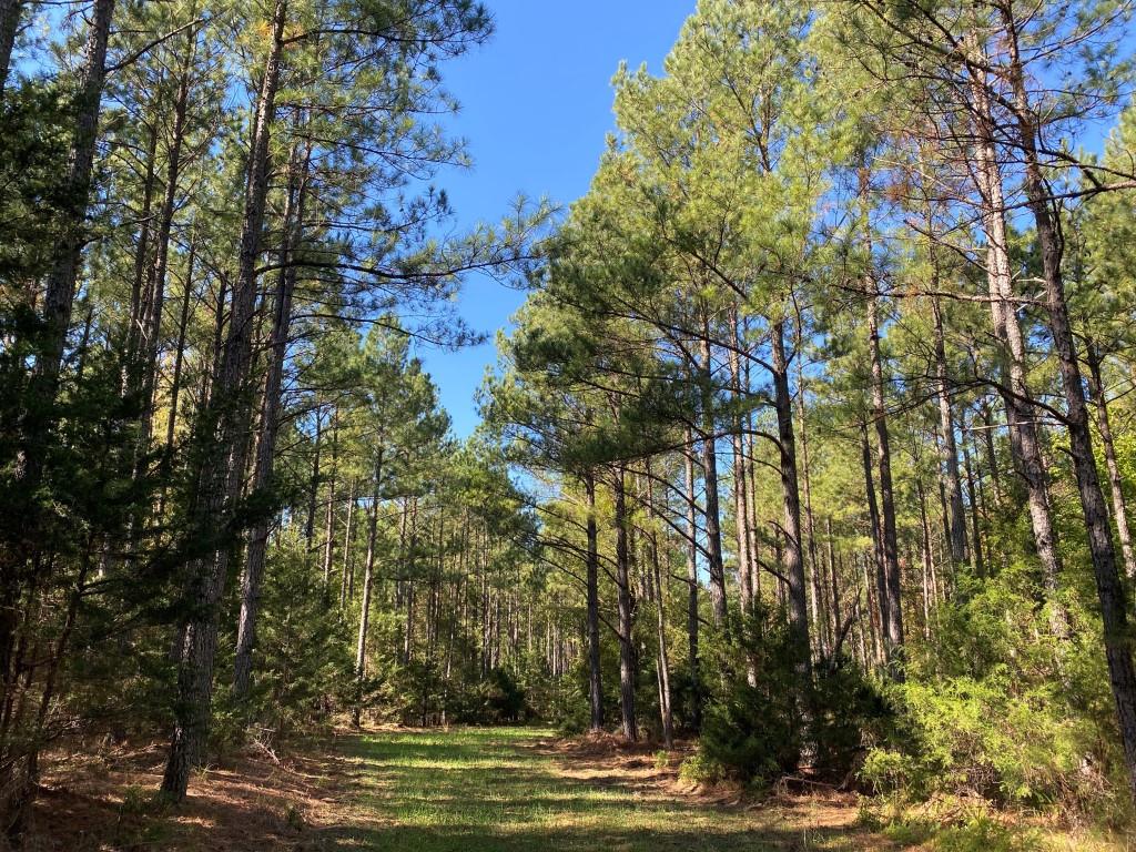 Advance Land and Timber Land for Sale