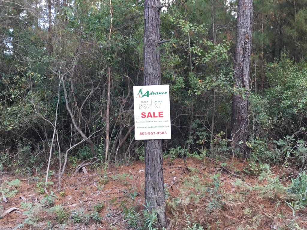 Advance Land and Timber Land for Sale