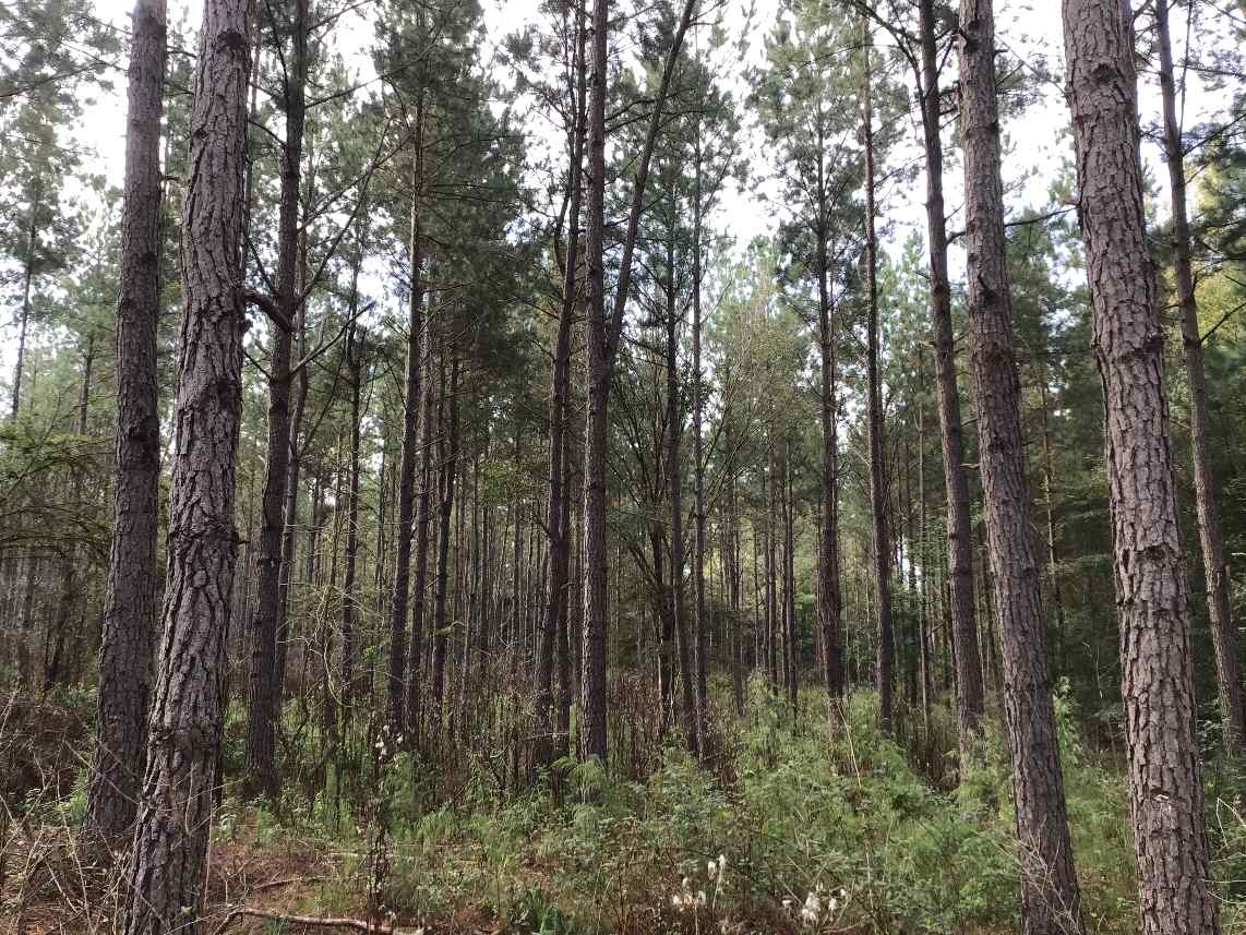 Advance Land and Timber Land for Sale