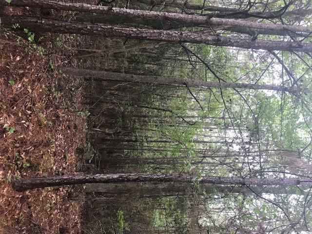 Advance Land and Timber Land for Sale