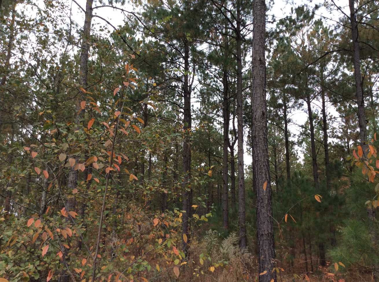 Union County South Carolina Land for Sale