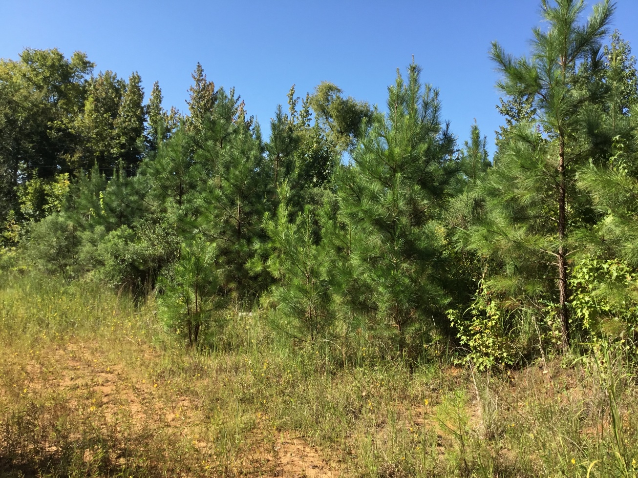 Webster County Mississippi Land for Sale