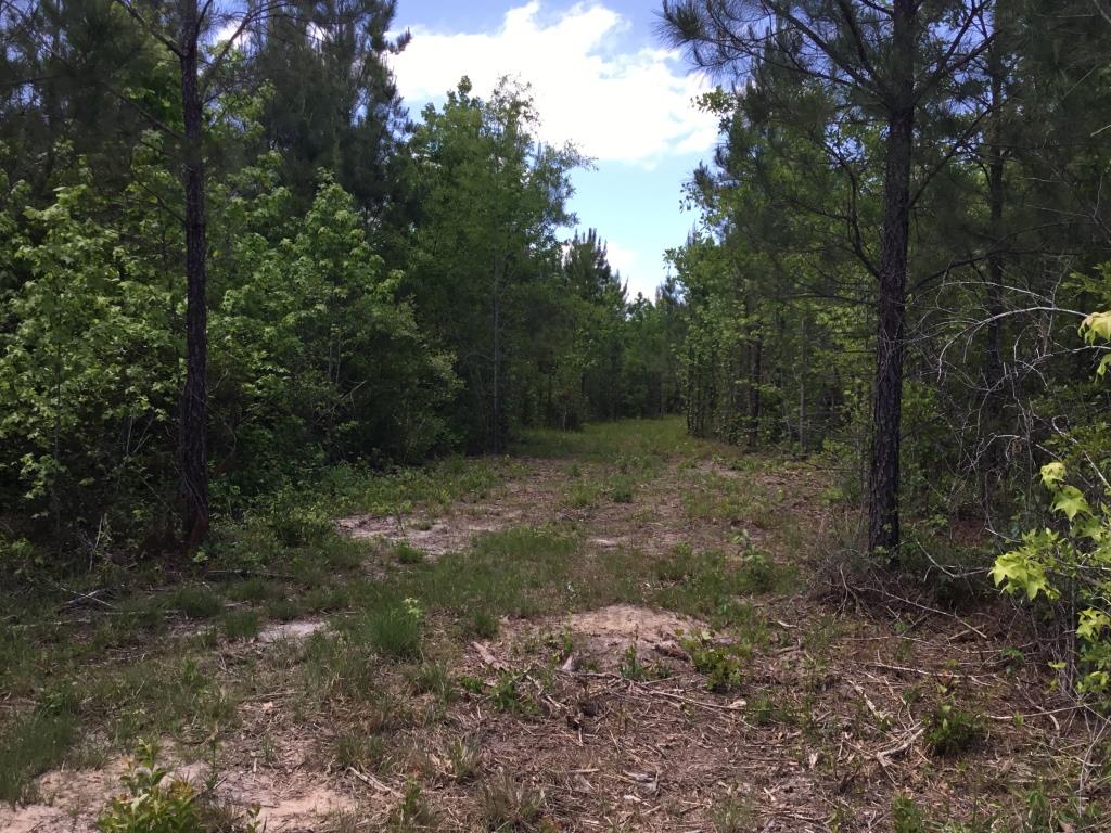 Hunting, Farm Land for Sale Richland, South Carolina