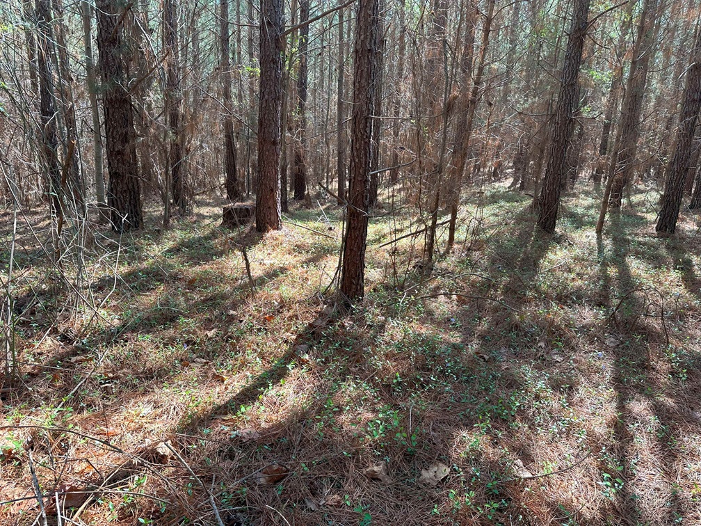 Advance Land and Timber Land for sale property_imgs/0d73a25092e5c1c9769a9f3255caa65a_2000.jpg