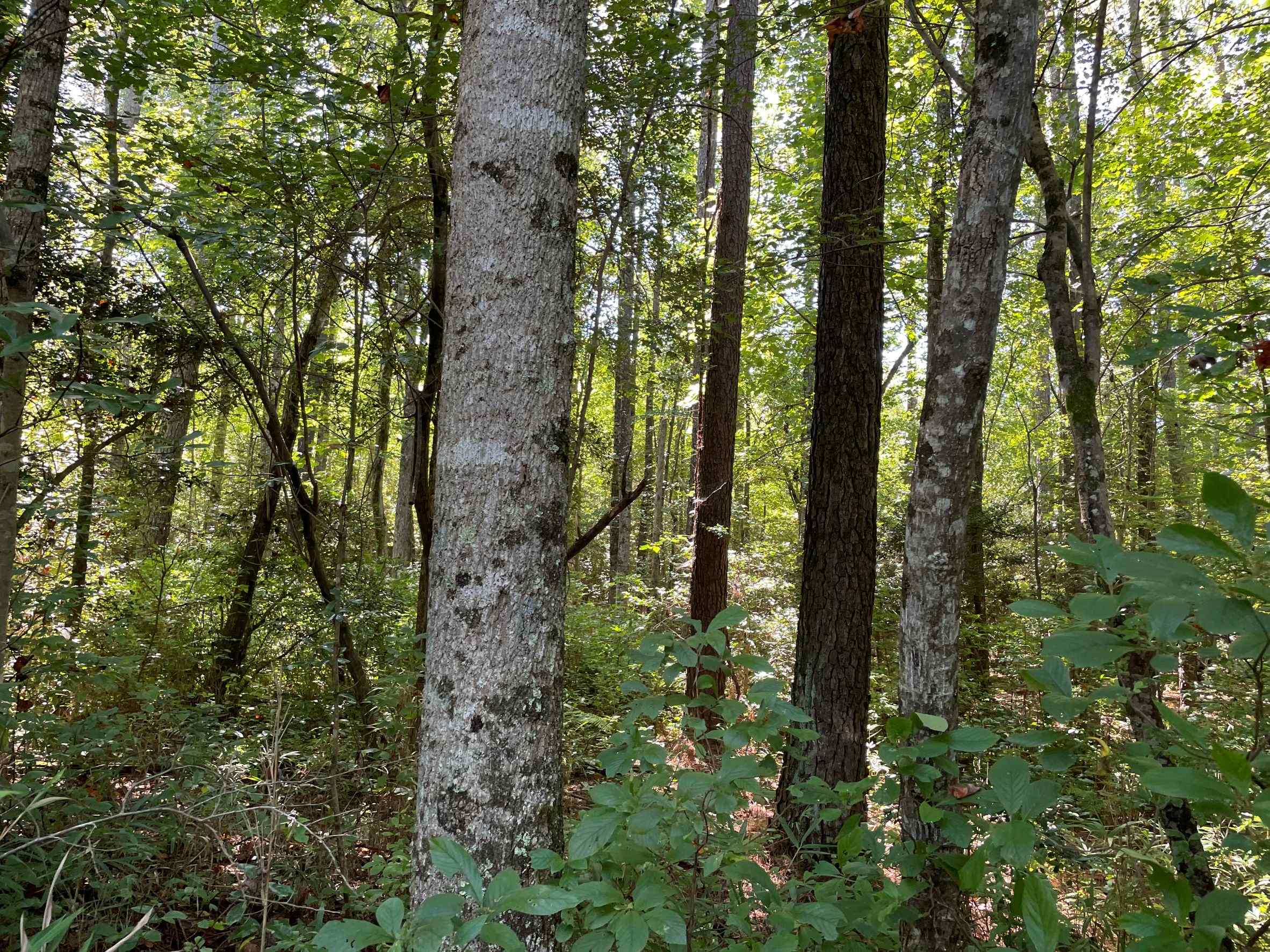 Advance Land and Timber Land for sale property_imgs/11~111.jpg