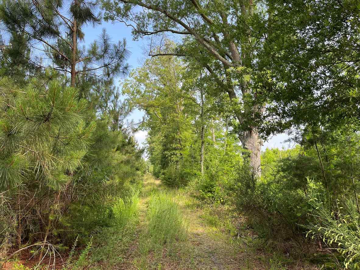 Advance Land and Timber Land for sale property_imgs/11~153.jpg