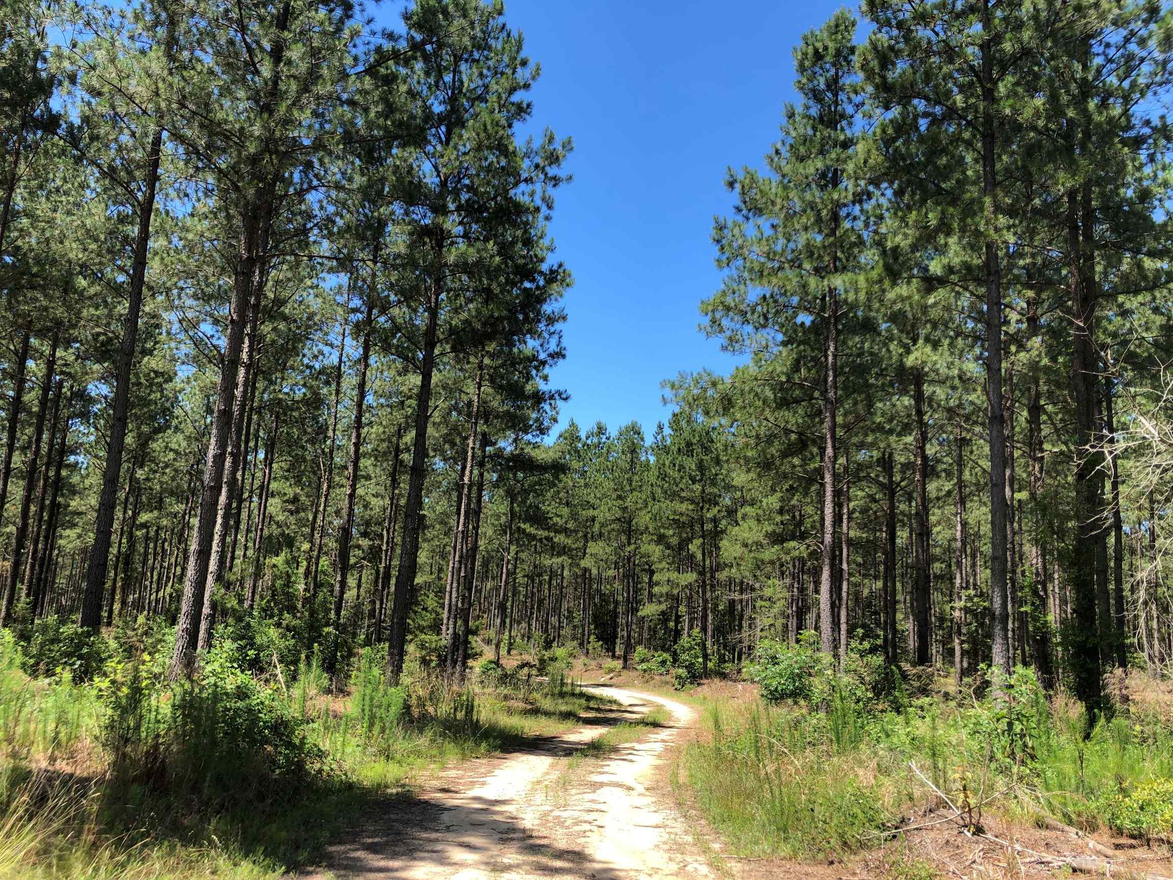 Sussex County Virginia Land for Sale