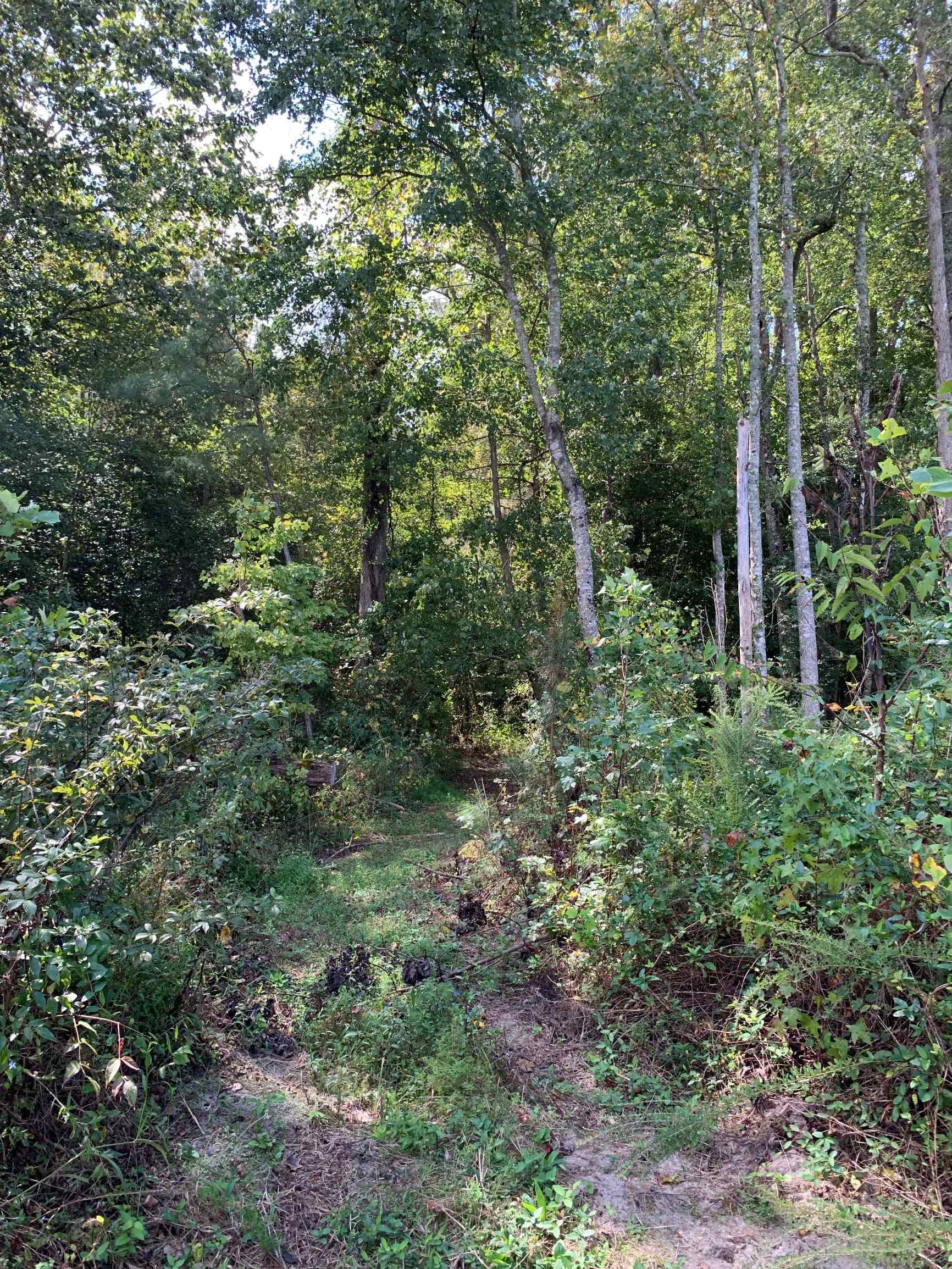 Advance Land and Timber Land for sale property_imgs/11~36.jpg