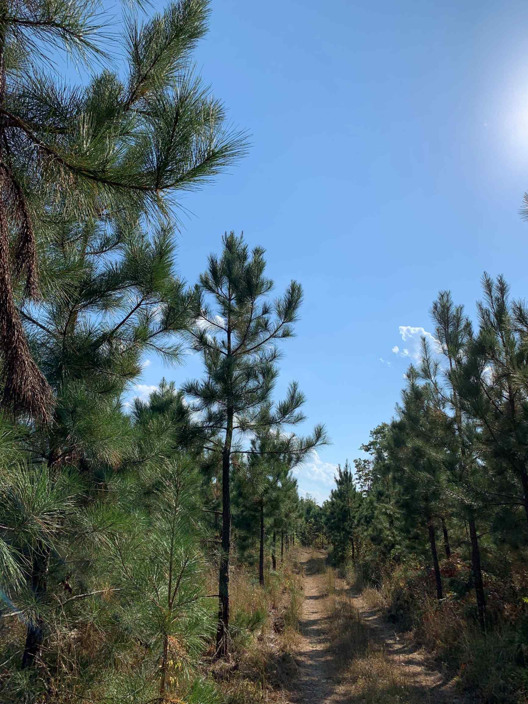 Advance Land and Timber Land for sale property_imgs/11~41.jpg