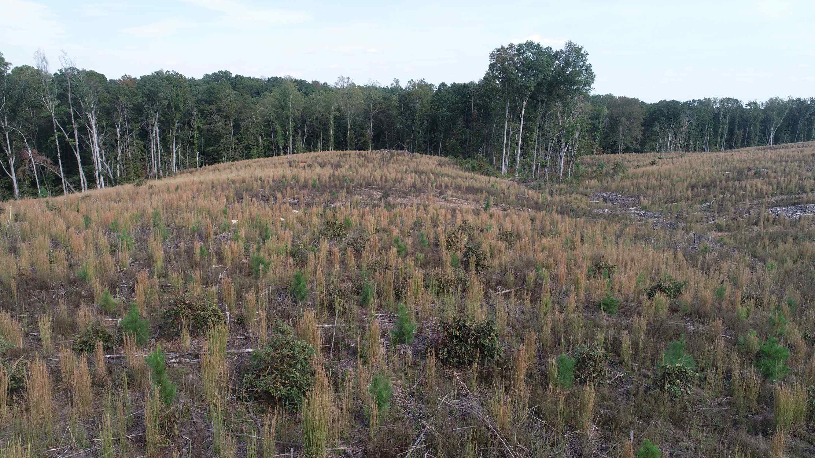 Advance Land and Timber Land for sale property_imgs/11~42.jpg