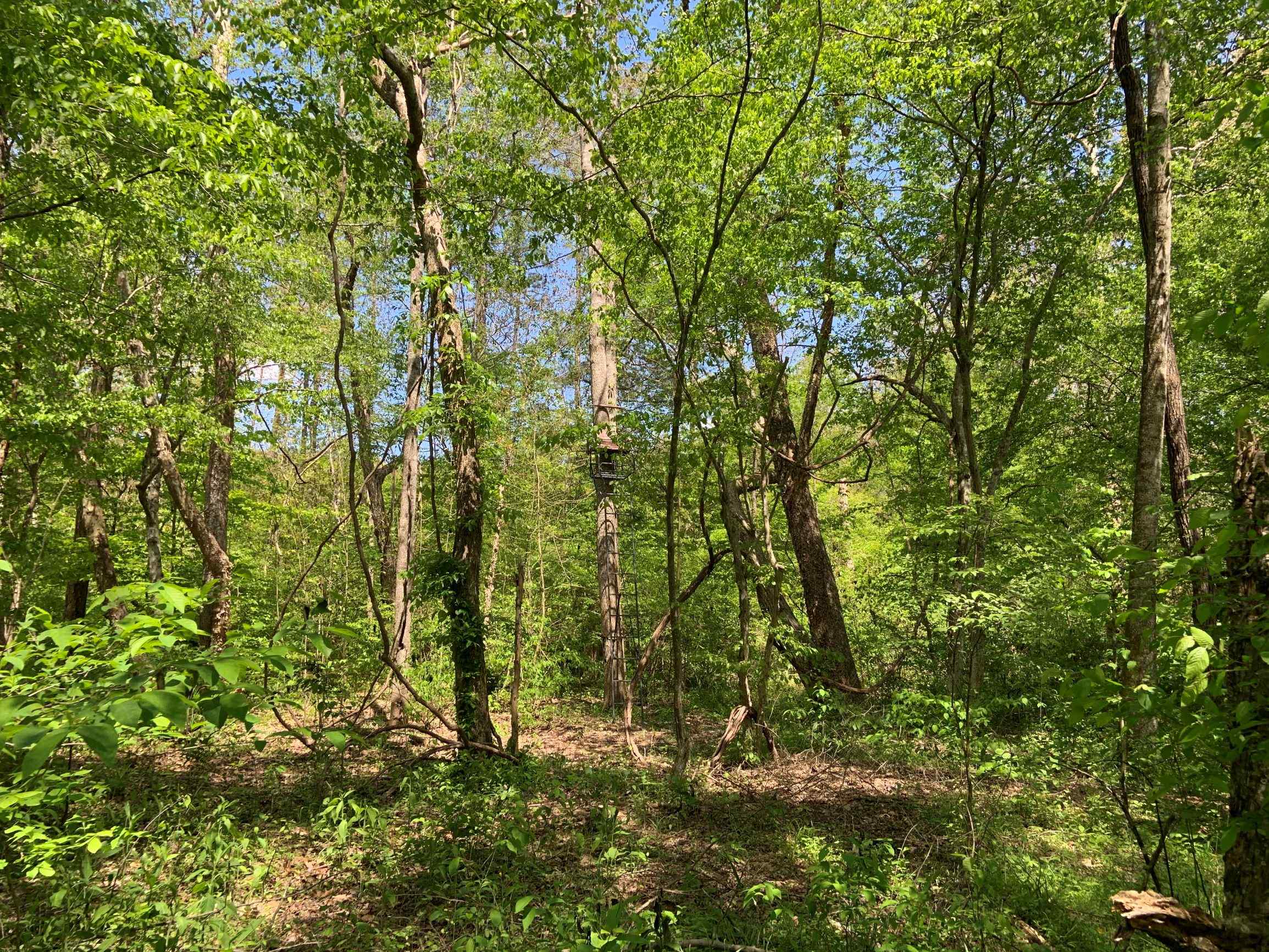 Advance Land and Timber Land for sale property_imgs/11~69.jpg