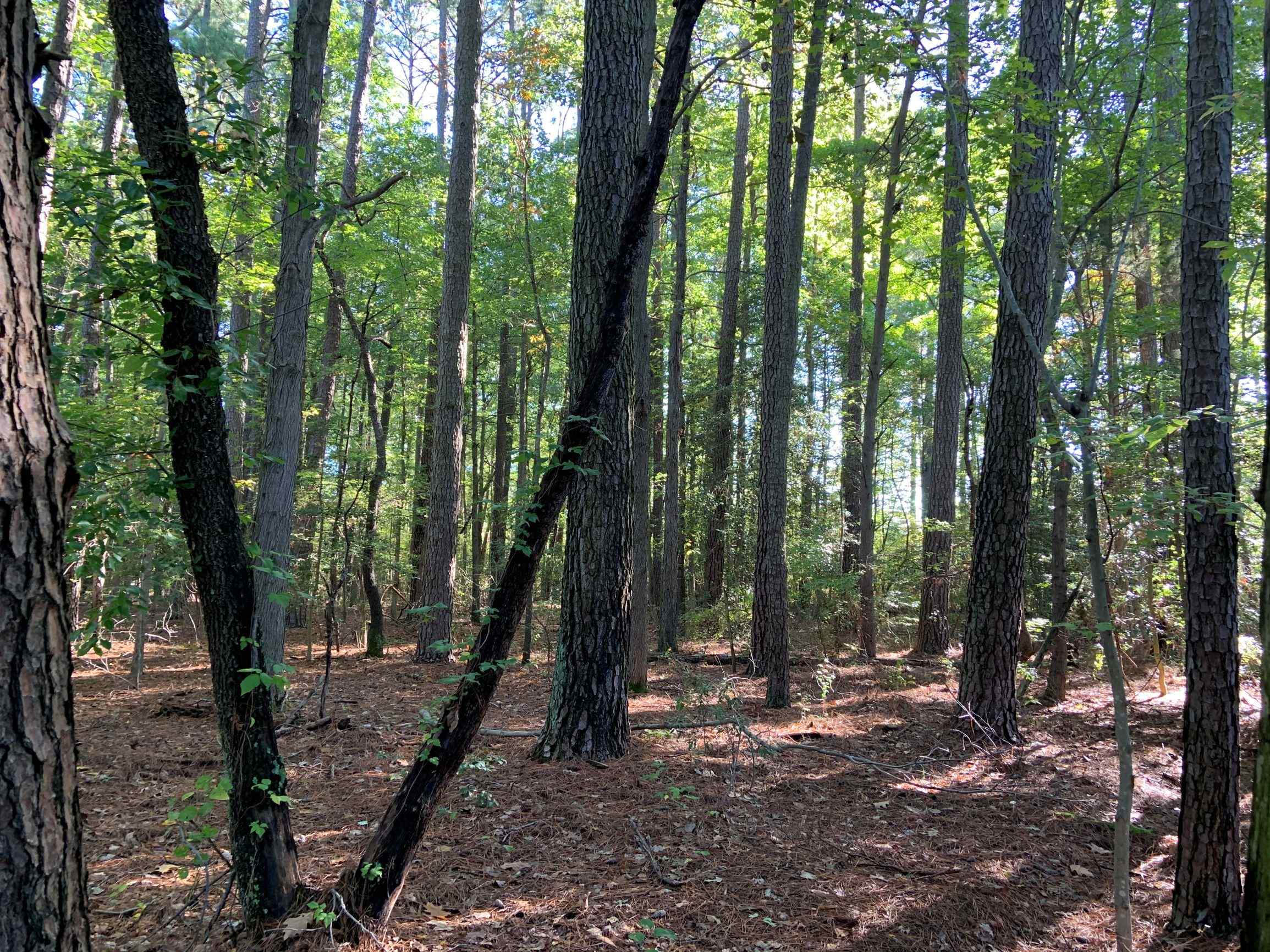 Advance Land and Timber Land for sale property_imgs/11~73.jpg