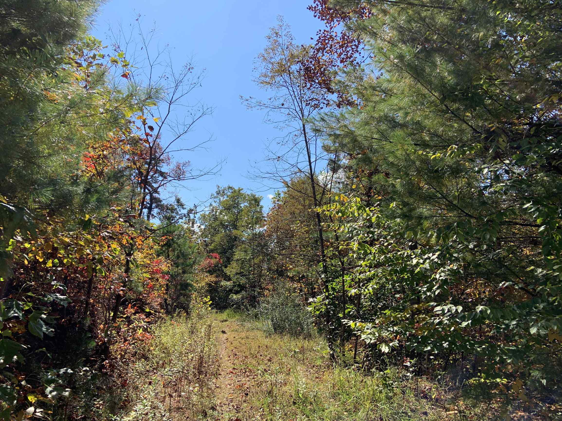 Advance Land and Timber Land for sale property_imgs/11~75.jpg