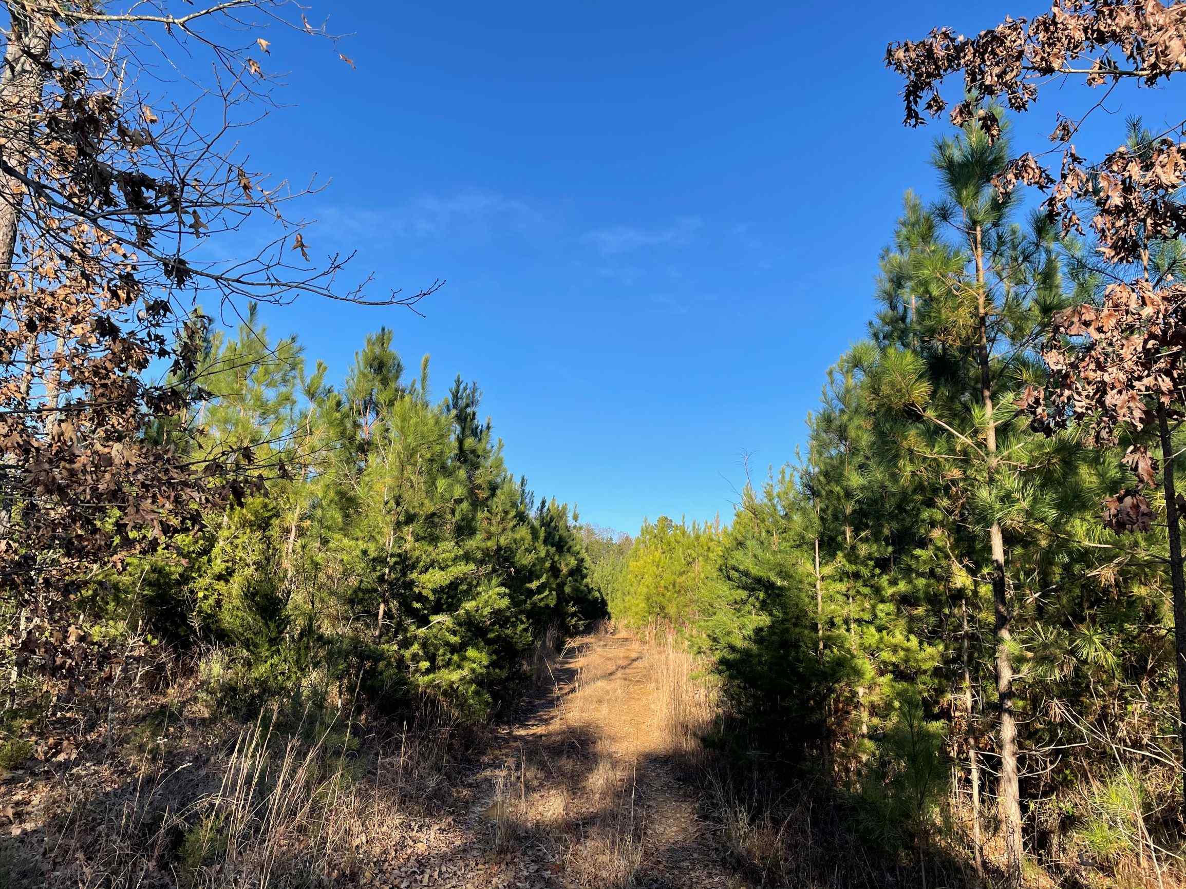 Advance Land and Timber Land for sale property_imgs/11~77.jpg