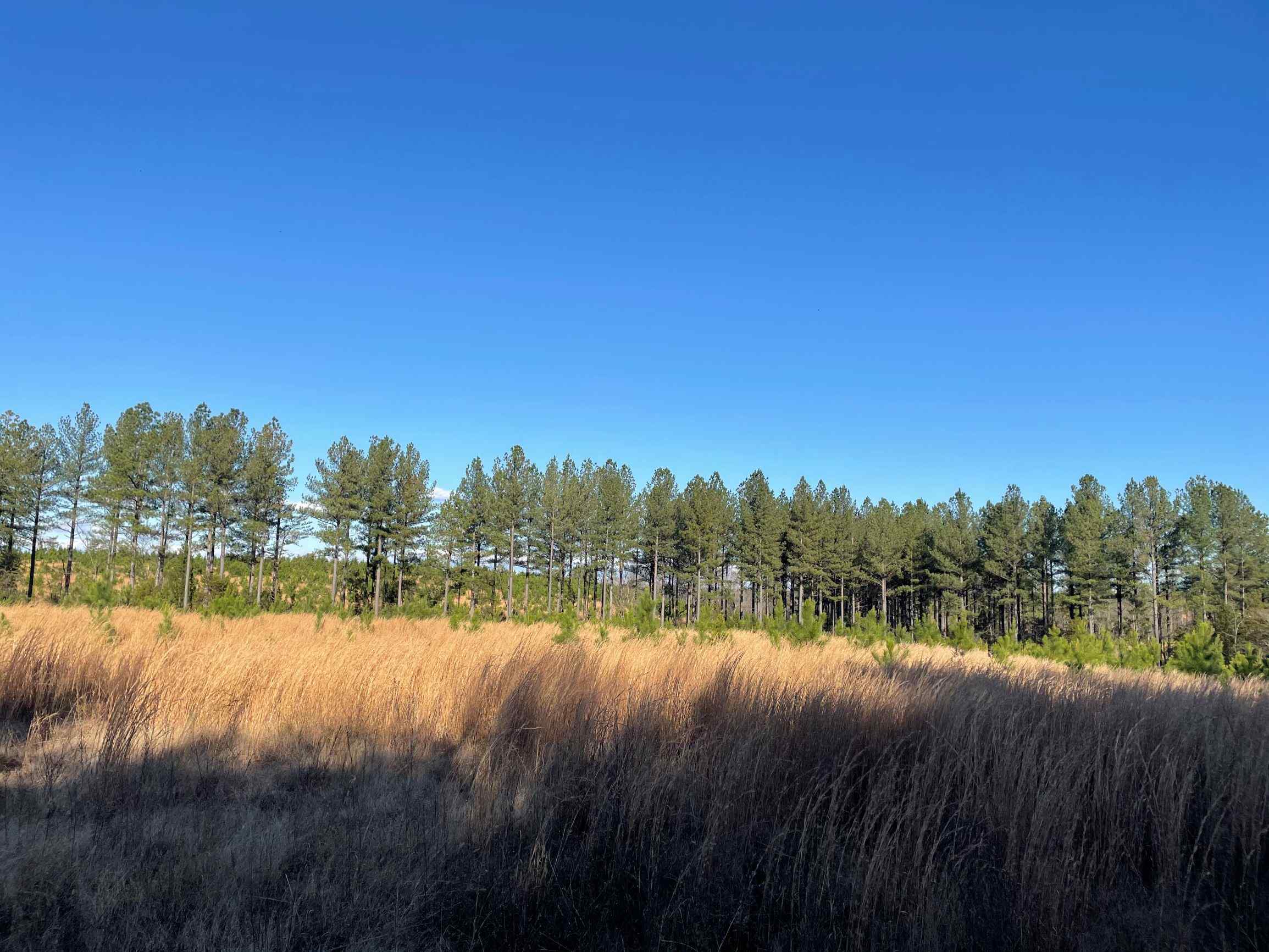 Advance Land and Timber Land for sale property_imgs/11~79.jpg