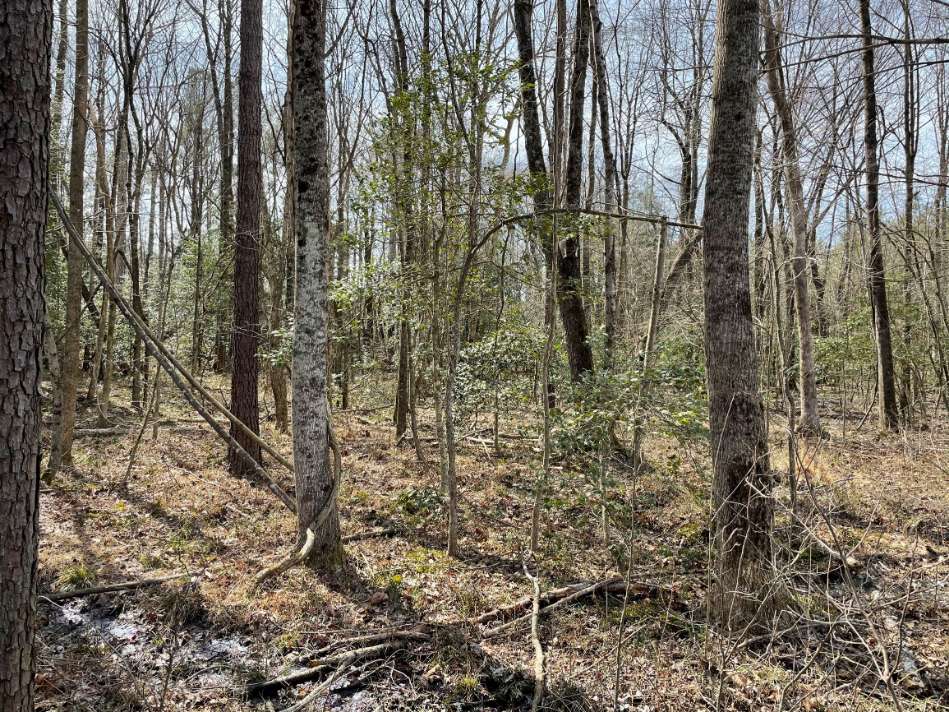 Advance Land and Timber Land for sale property_imgs/11~97.jpg