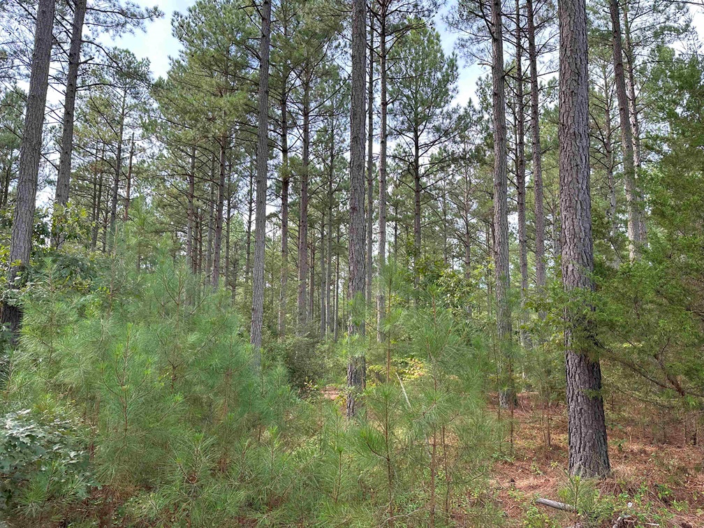 Advance Land and Timber Land for sale property_imgs/120ca817ebe8caa71e92ac53049b2c6a_2173.jpg