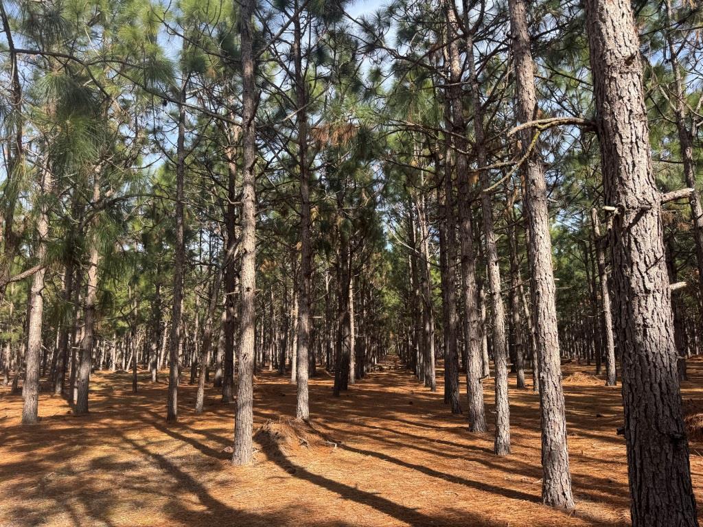 Bladen County North Carolina Land for Sale