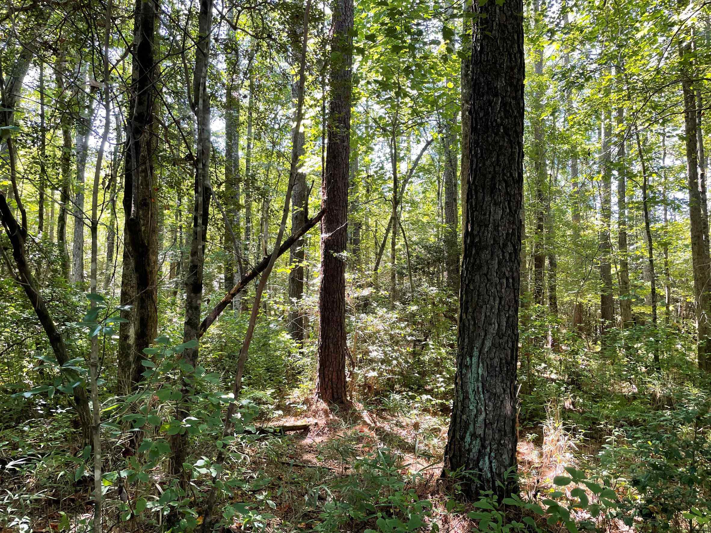 Advance Land and Timber Land for sale property_imgs/12~100.jpg