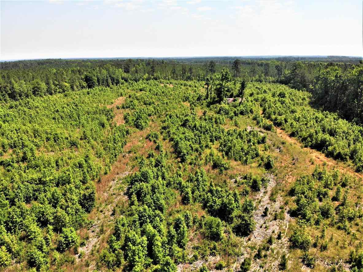 Advance Land and Timber Land for sale property_imgs/12~137.jpg