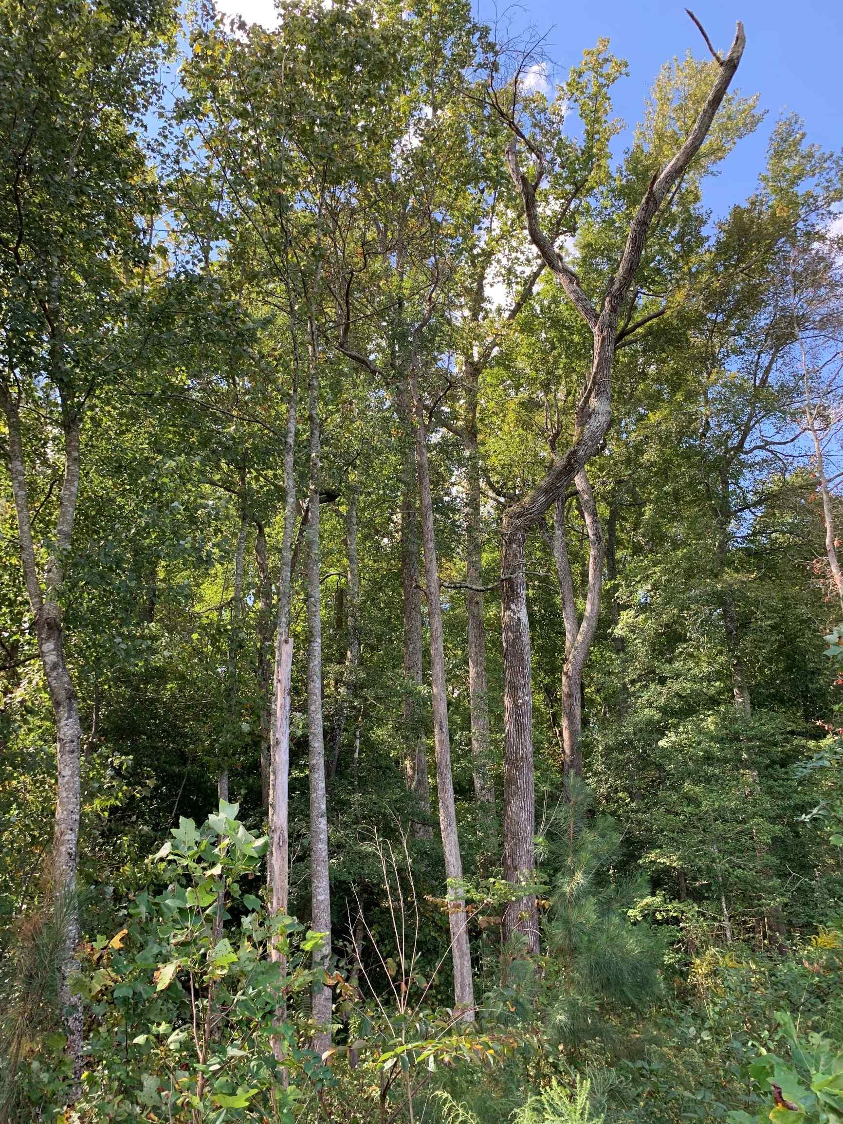 Advance Land and Timber Land for sale property_imgs/12~30.jpg