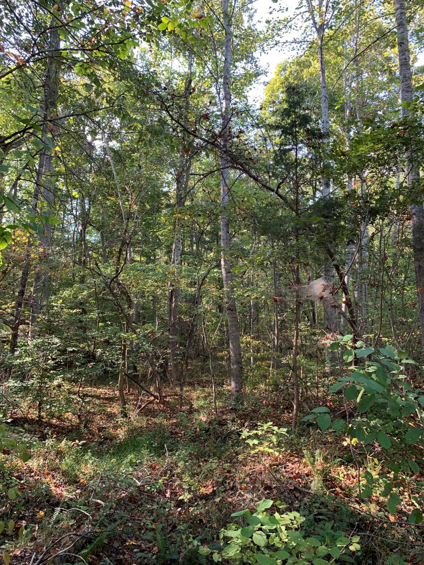 Advance Land and Timber Land for sale property_imgs/12~35.jpg