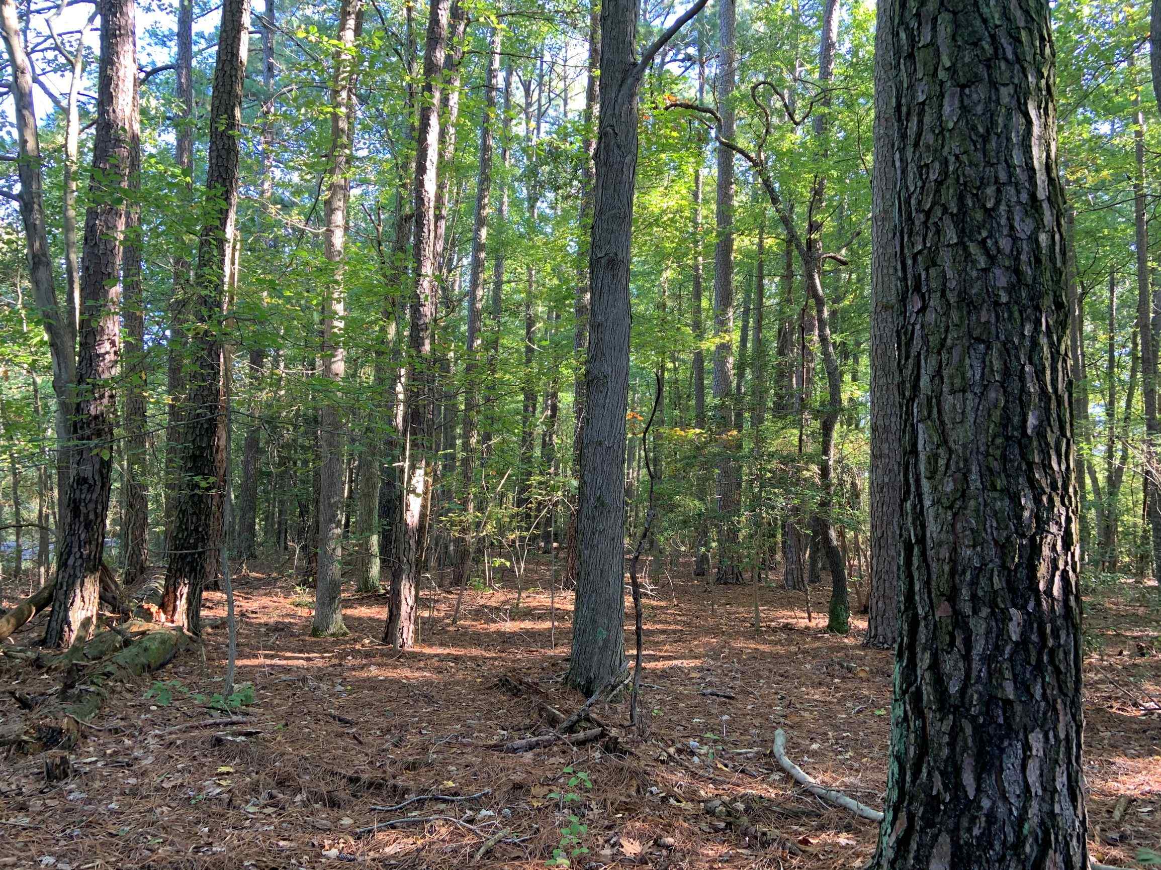Advance Land and Timber Land for sale property_imgs/12~66.jpg