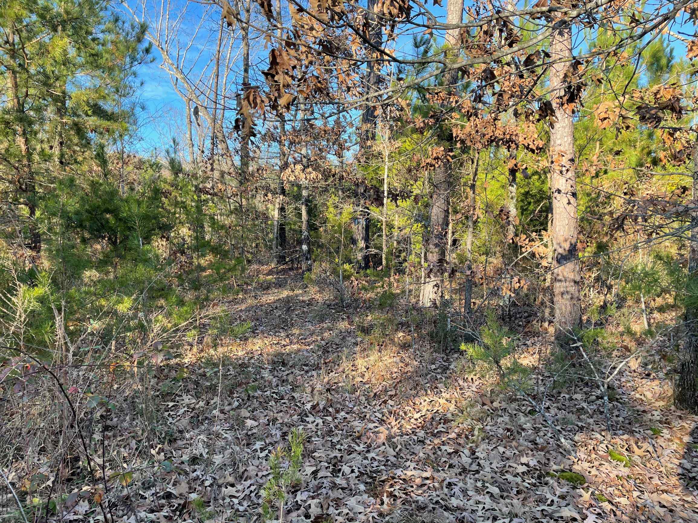 Advance Land and Timber Land for sale property_imgs/12~70.jpg