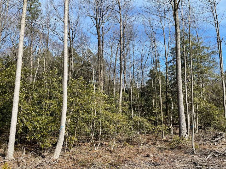 Advance Land and Timber Land for sale property_imgs/12~88.jpg