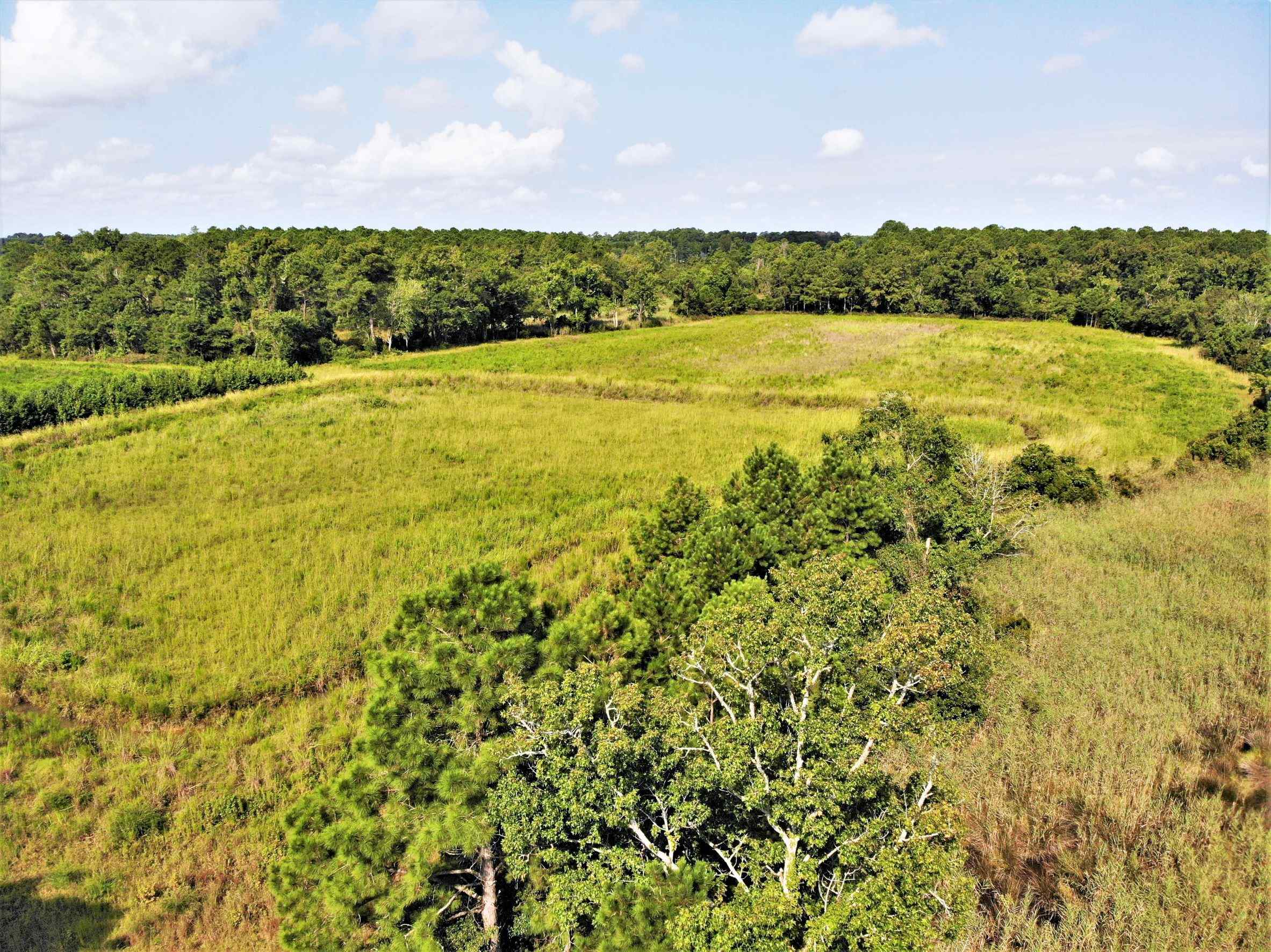Advance Land and Timber Land for sale property_imgs/12~98.jpg
