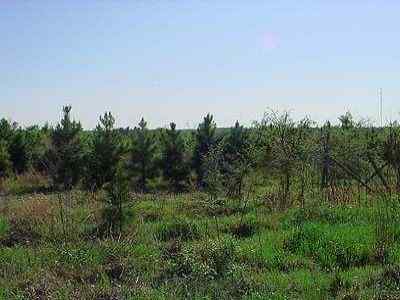 Advance Land and Timber Land for sale property_imgs/13_2.jpg