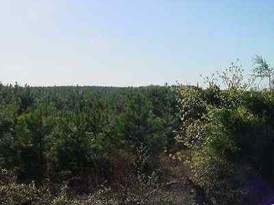 Advance Land and Timber Land for sale property_imgs/13_4.jpg