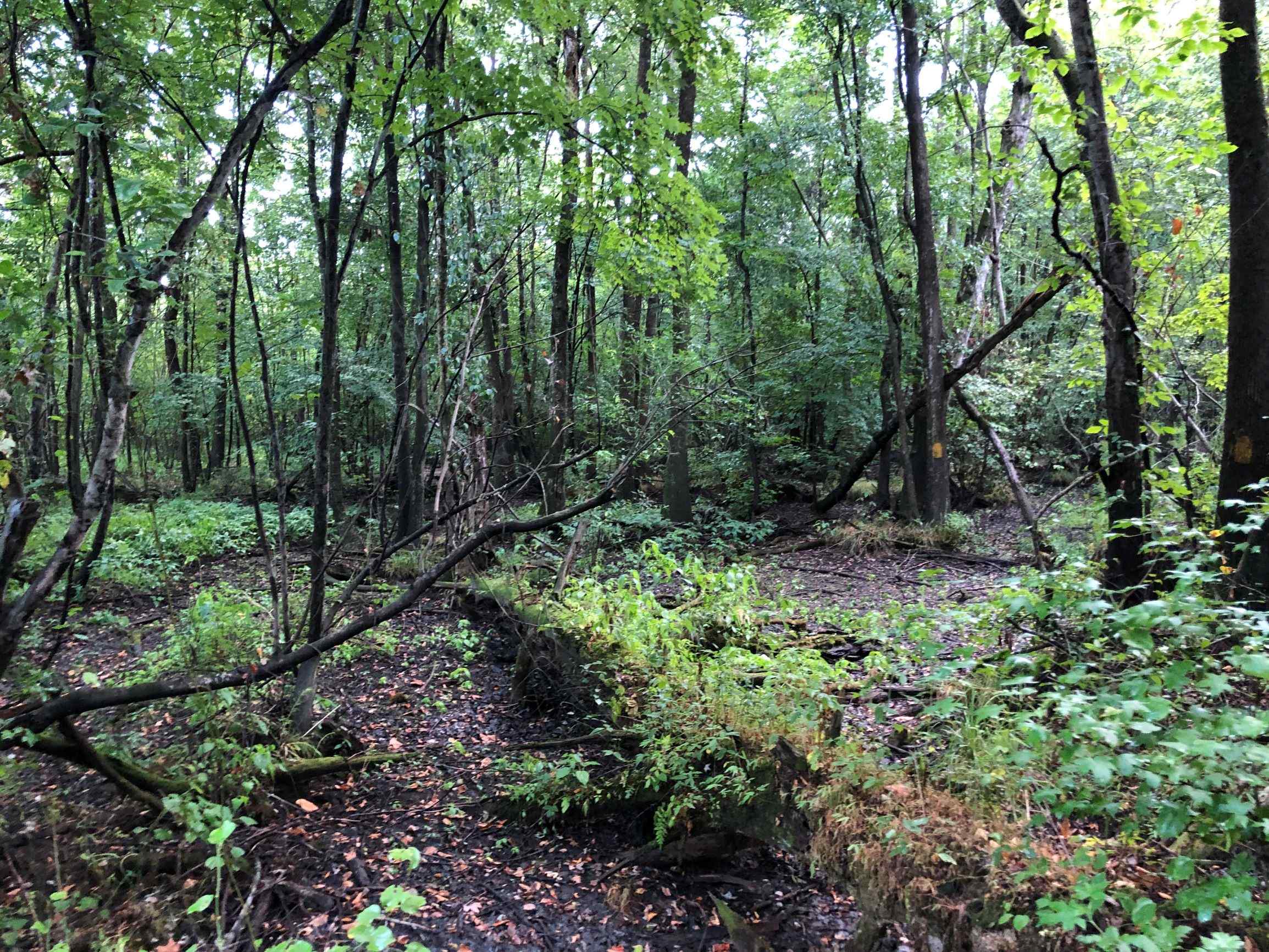 Advance Land and Timber Land for sale property_imgs/13~22.jpg