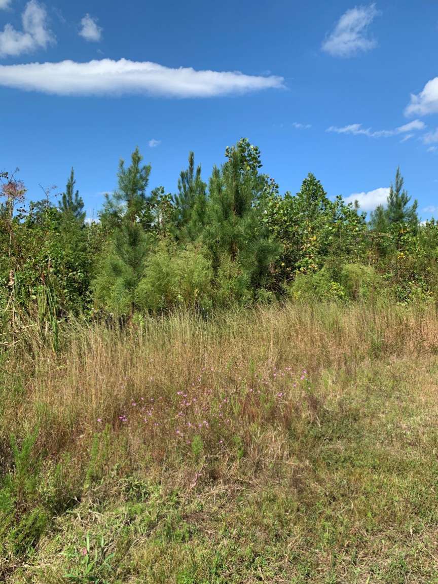 Advance Land and Timber Land for sale property_imgs/13~27.jpg