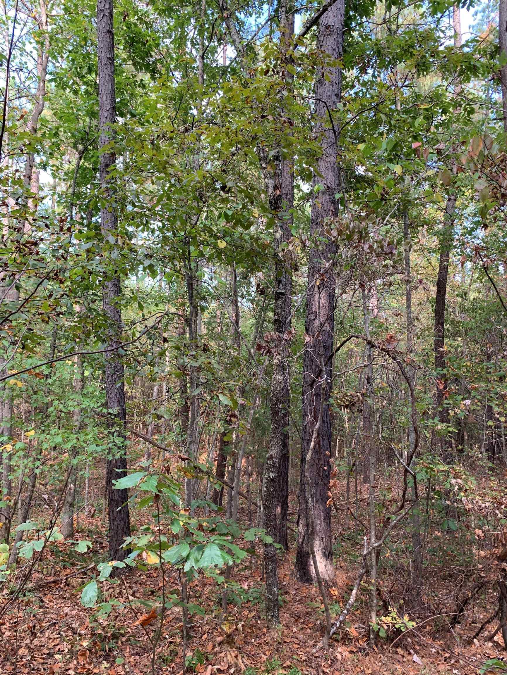 Advance Land and Timber Land for sale property_imgs/13~32.jpg