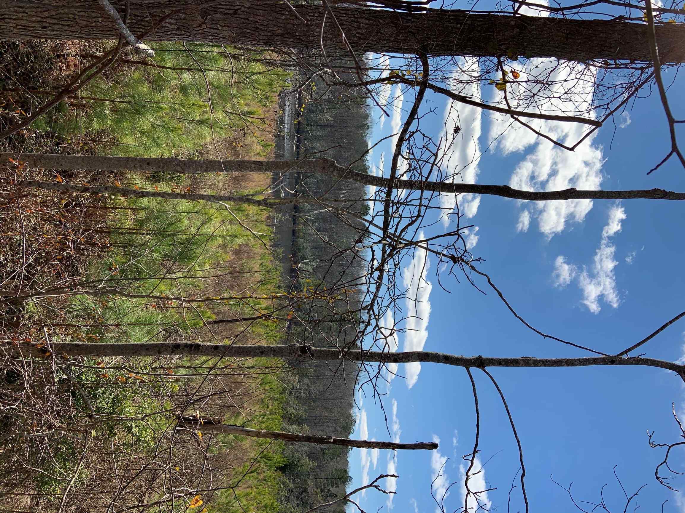 Advance Land and Timber Land for sale property_imgs/13~42.jpg