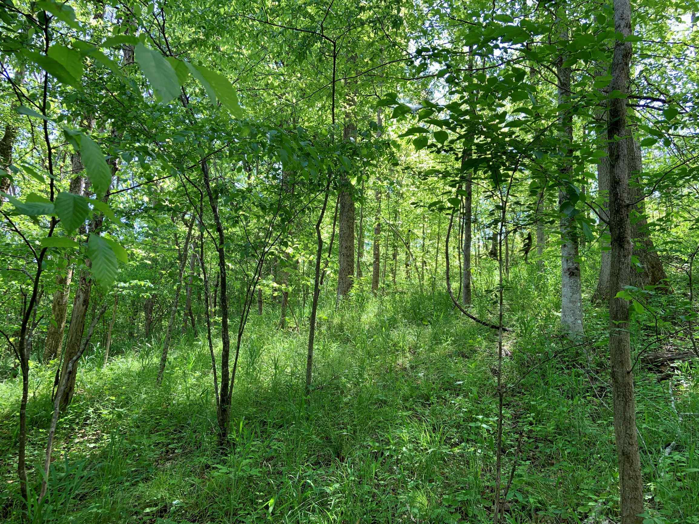 Advance Land and Timber Land for sale property_imgs/13~57.jpg