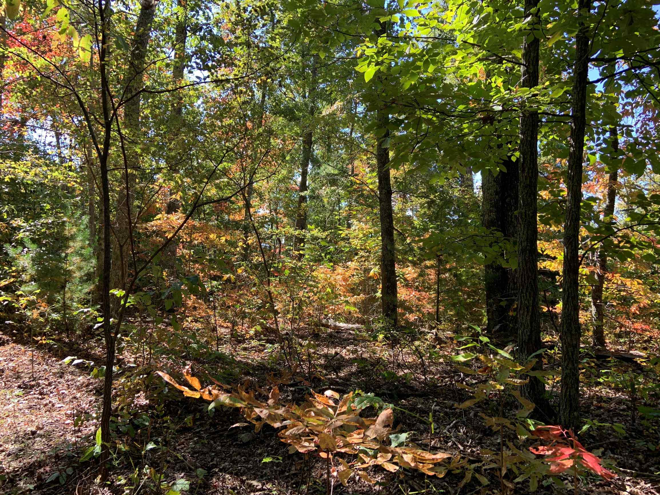 Advance Land and Timber Land for sale property_imgs/13~63.jpg