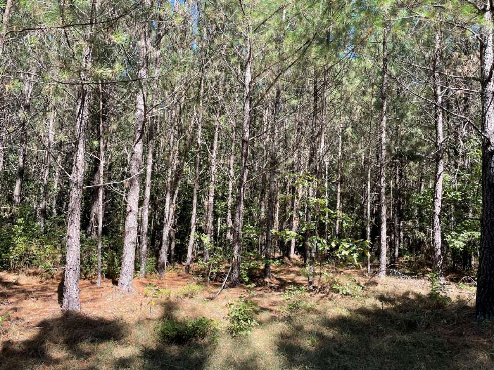 Advance Land and Timber Land for sale property_imgs/13~91.jpg