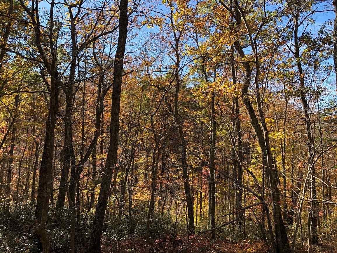 Advance Land and Timber Land for sale property_imgs/13~95.jpg