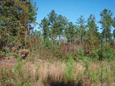 Advance Land and Timber Land for sale property_imgs/145_2.jpg