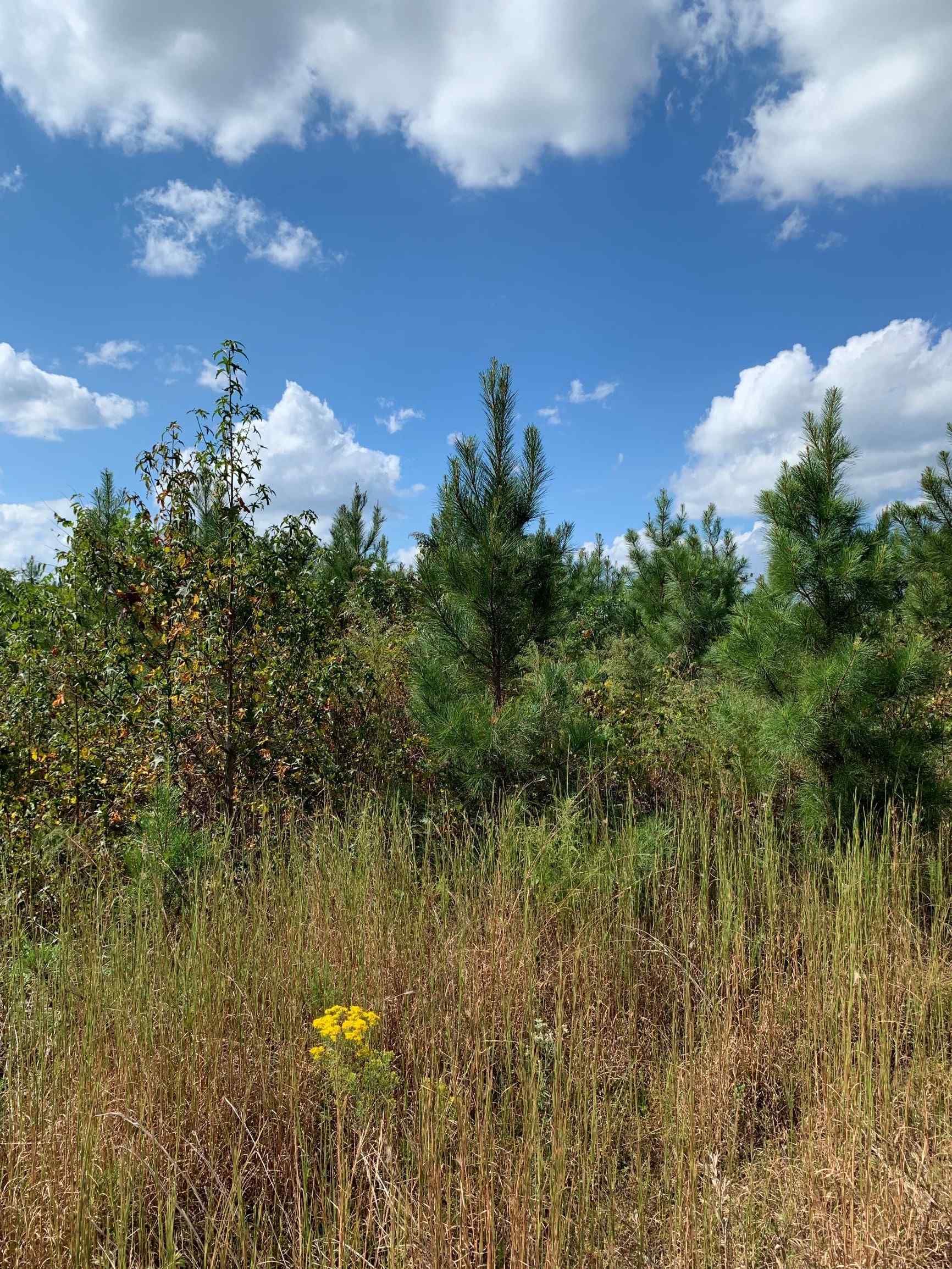 Advance Land and Timber Land for sale property_imgs/14~22.jpg