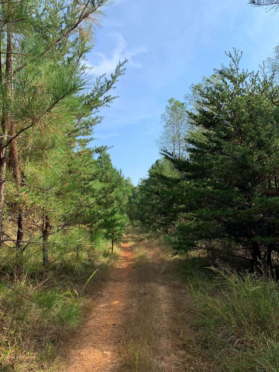 Advance Land and Timber Land for sale property_imgs/14~25.jpg