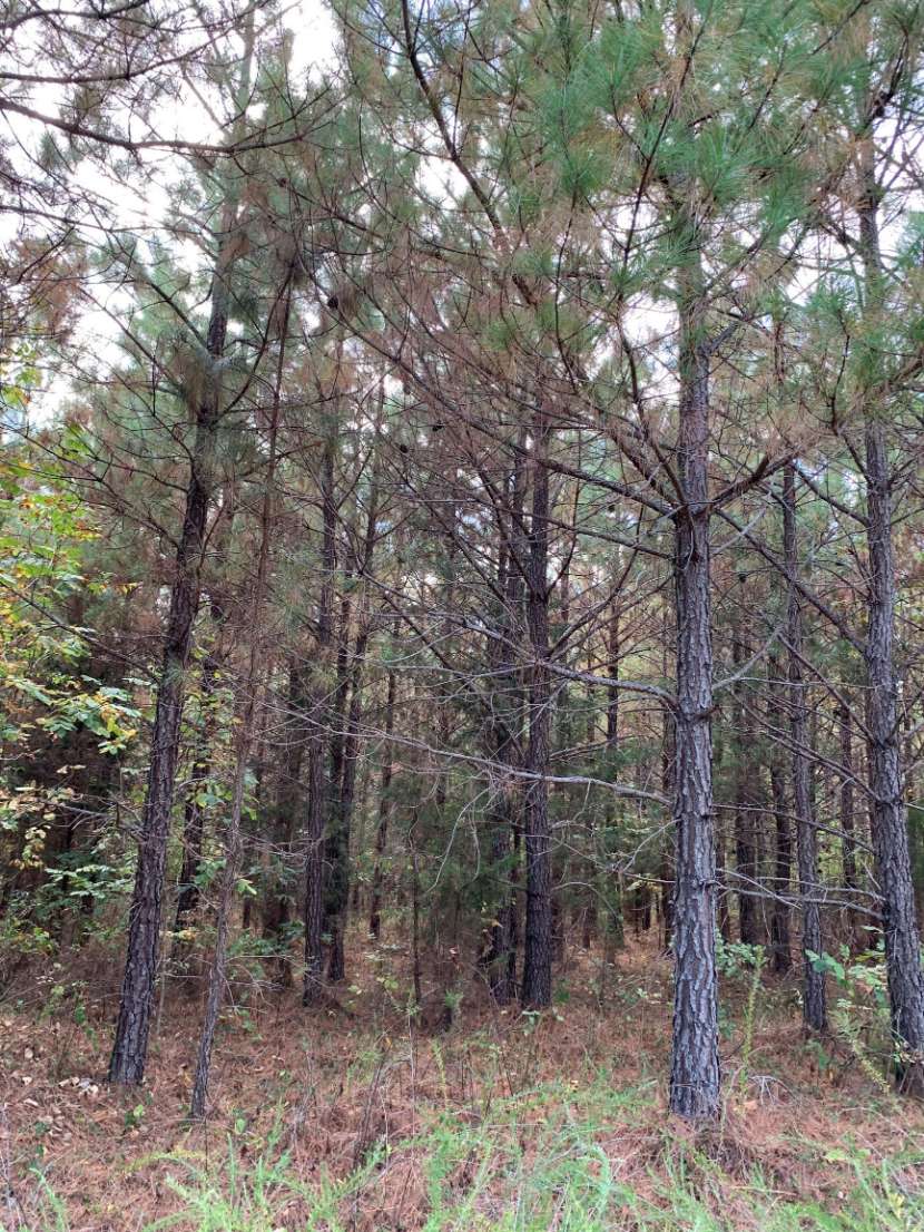 Advance Land and Timber Land for sale property_imgs/14~27.jpg