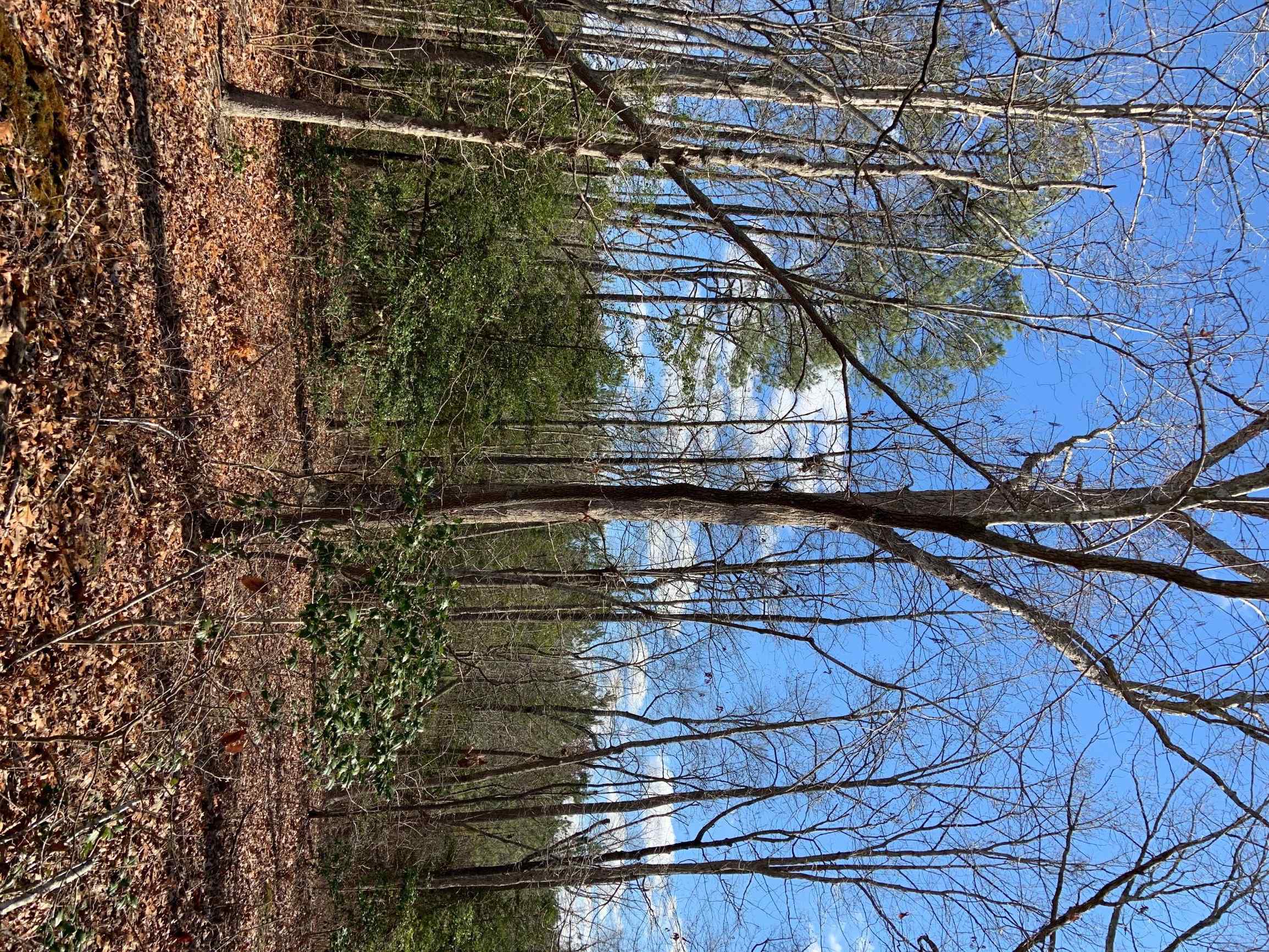 Advance Land and Timber Land for sale property_imgs/14~36.jpg