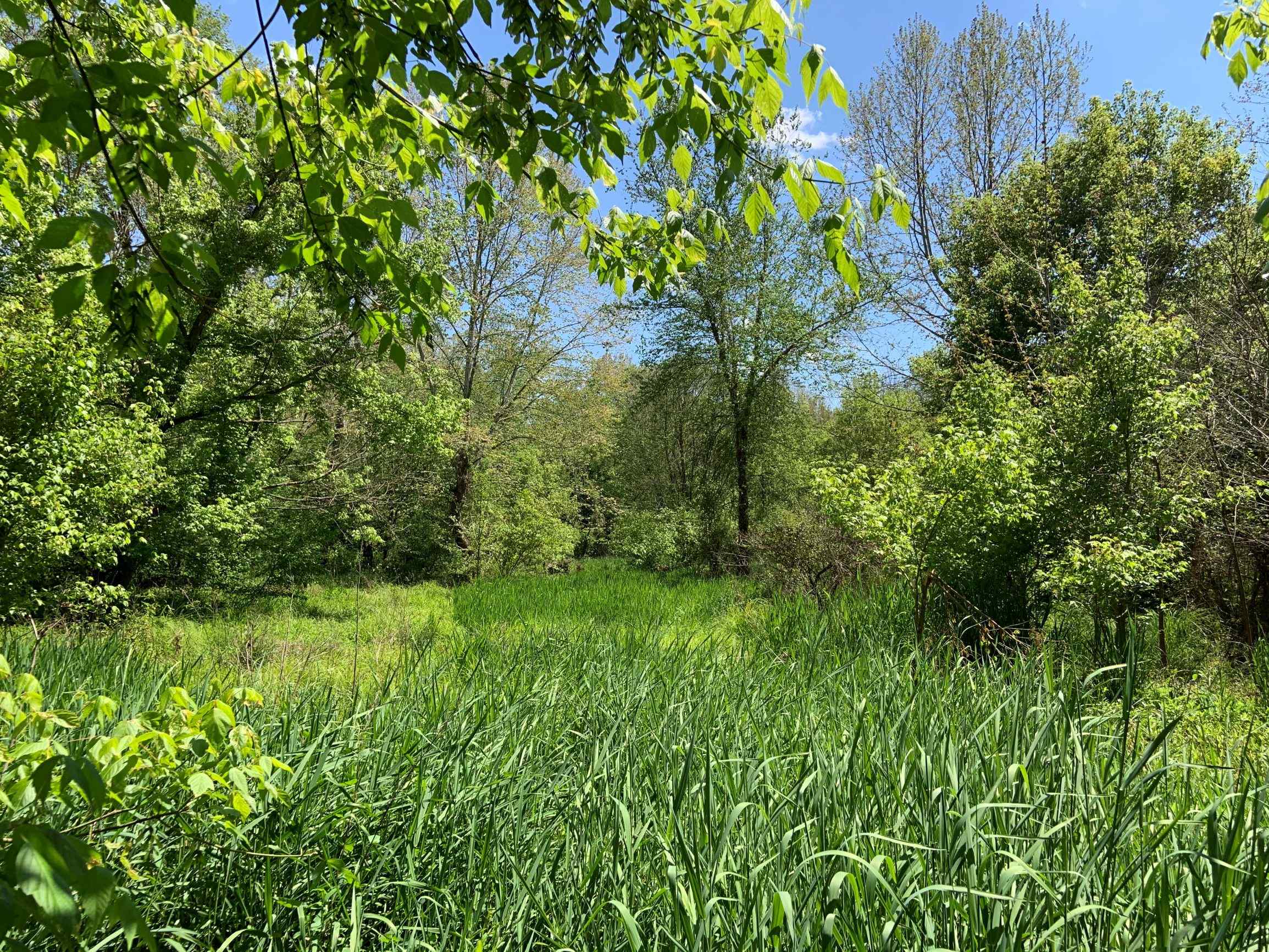 Advance Land and Timber Land for sale property_imgs/14~49.jpg